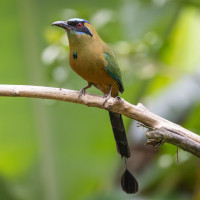 Whooping Motmot
